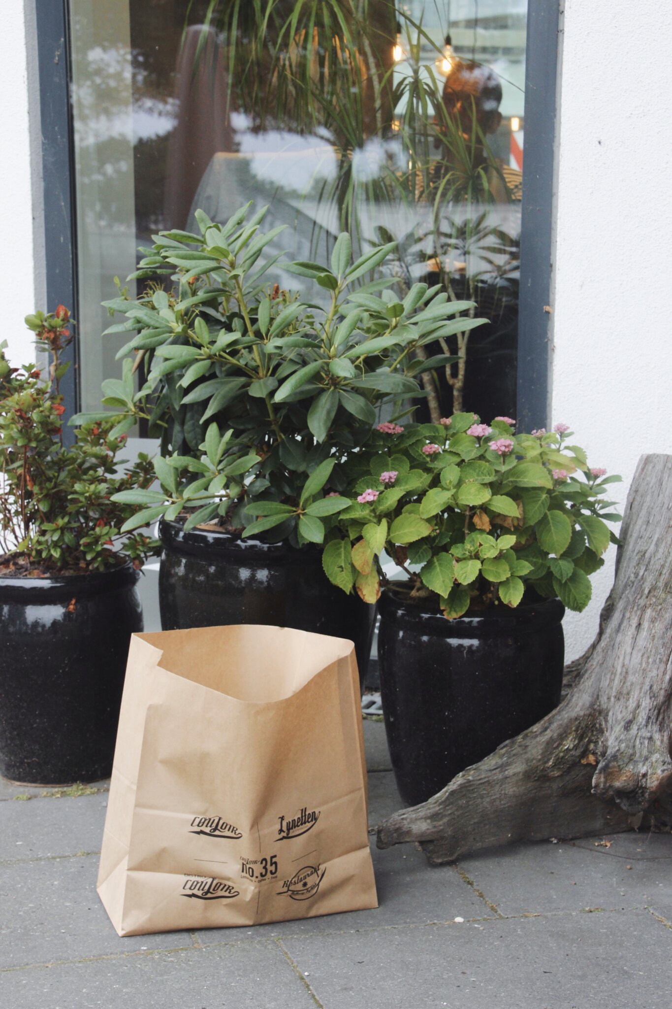 En sammenkrøllet brun papirpose mærket Lydias ligger på jorden foran et vindue. Bagved står tre potteplanter med grønne blade og lyserøde blomster, sat på et gråt stengulv. Et stykke forvitret træ er til højre.